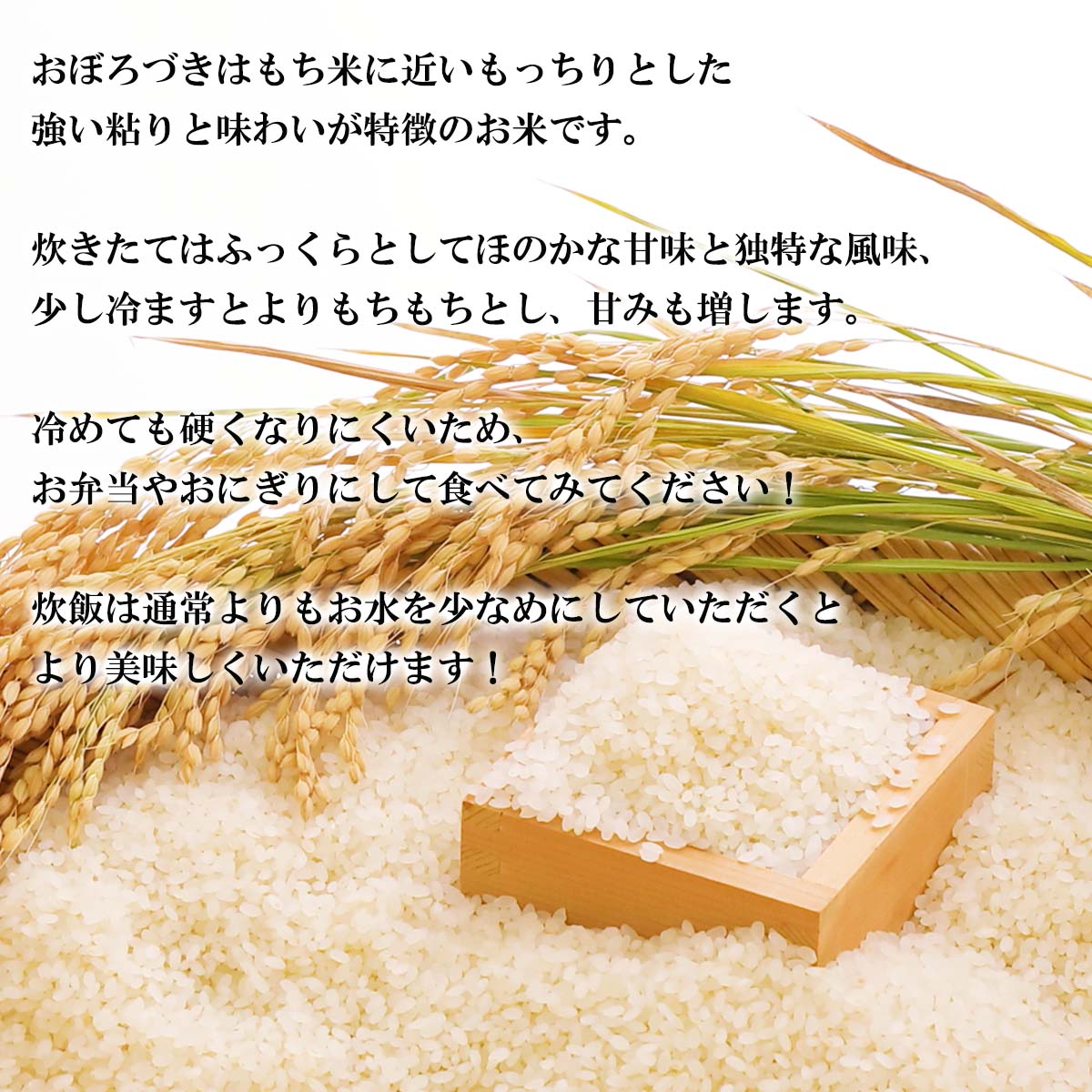 10月から発送 日高昆布 新米 北海道米 100g おぼろづき 10月から発送 日高昆布 新米 北海道米 100g おぼろづき