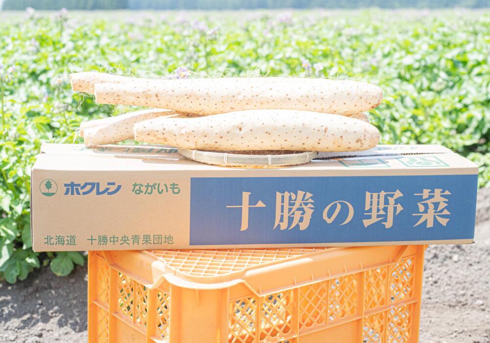 【ふるさと納税】令和6年産「JAおとふけ」ながいも 6本セット【A51】 5kg 6本 2Lサイズ 長いも 長芋 ながいも 芋 いも イモ お芋 おいも 根菜 やさい 野菜 十勝 北海道 音更町 送料無料