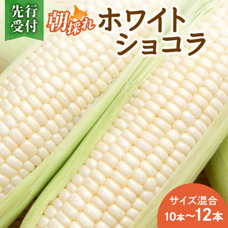 【ふるさと納税】【2026年8月～発送開始！】北海道十勝清水町産 白いとうもろこし ホワイトショコラ サイズ混合 10～12本 ホワイト 北海道産 2026年 とうきび 産直 産地直送 希少品種 幻のとうもろこし ぷちっとはじける食感 白い コーン 北海道 清水町 送料無料 7,110円