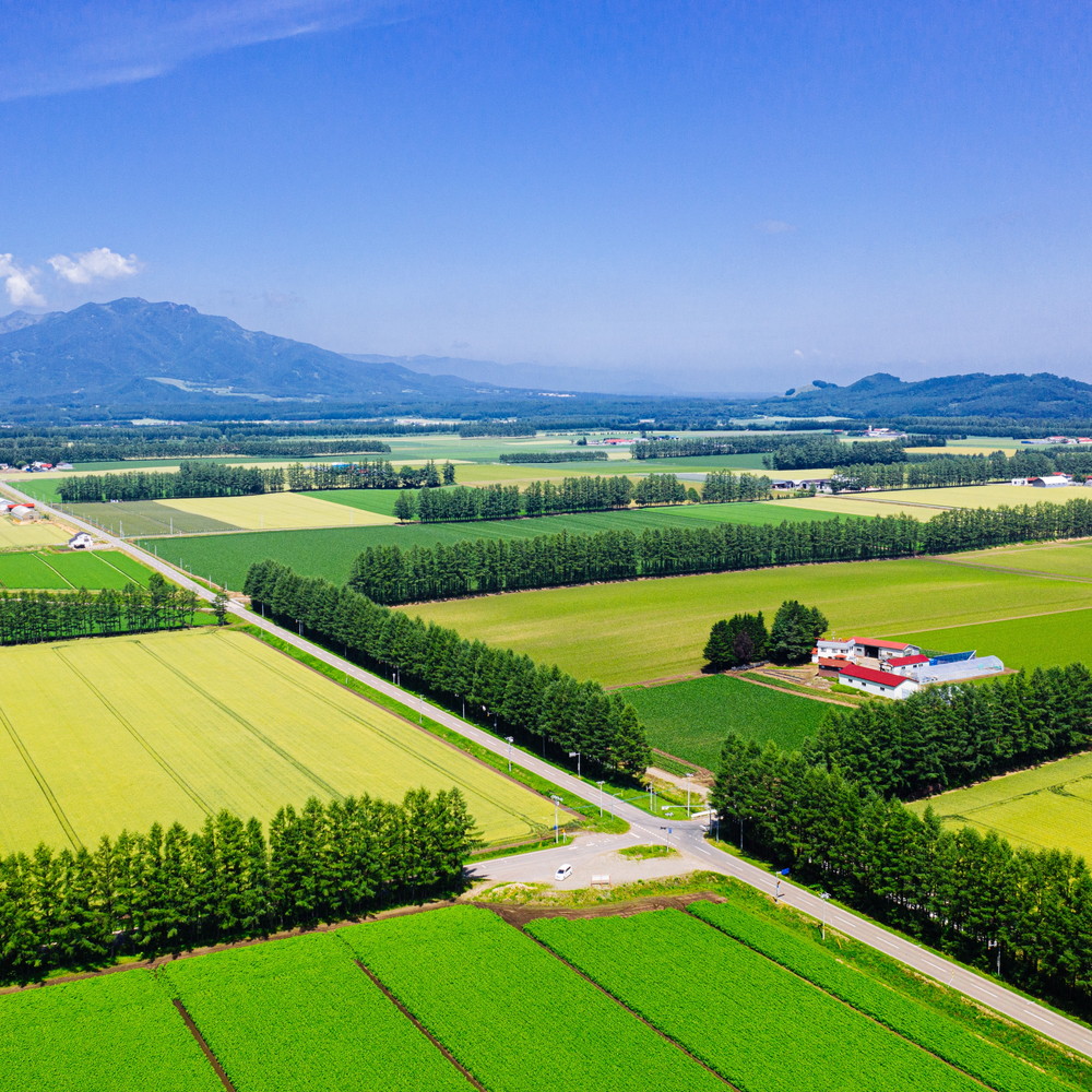 市場 ふるさと納税 じゃがいも きたあかり