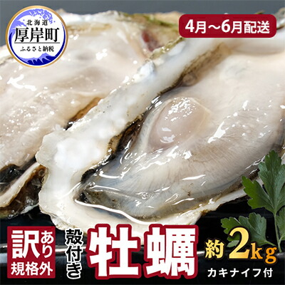 楽天市場】【ふるさと納税】訳あり 牡蠣 北海道厚岸産 殻付カキ 約4kg (25から50個) カキナイフ付 生食 生牡蠣 貝付き牡蠣 貝 海鮮 魚介類  殻付き牡蠣 お届け：2025年1月10日以降～12月15日まで : 北海道厚岸町