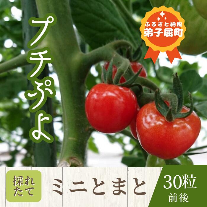 【ふるさと納税】☆先行予約☆1007.プチぷよ（ミニトマト）7月中旬より順次出荷予定