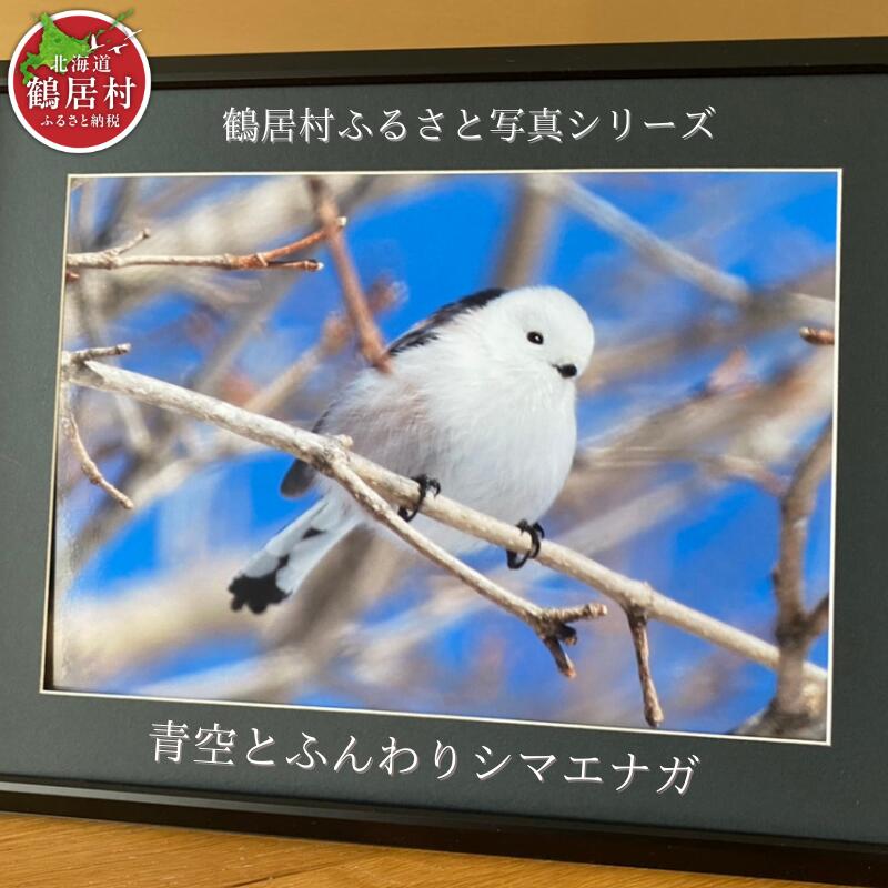 【ふるさと納税】農場カメラマンが撮った鶴居村ふるさと写真シリーズ　【青空とふんわり シマエナガ 】　北海道　鶴居村　自然　野生動物　フクロウ｜北海道鶴居村