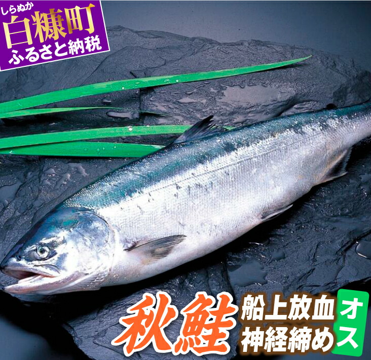 楽天市場 ふるさと納税 秋鮭 船上放血神経締め オス 3 5kg以上4 9kg以下 北海道白糠町