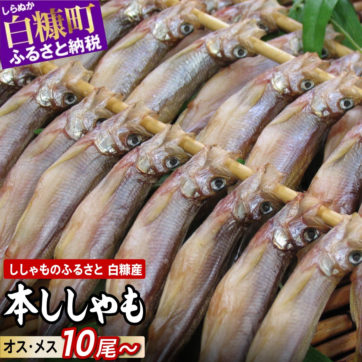【ふるさと納税】高評価★4.11 北海道産 本ししゃも オス メス 【計10尾～60尾】 選べる ふるさと納税 魚 海鮮 ししゃも シシャモ 柳葉魚 しらぬか産 国産 魚介 高級 干物 惣菜 子持ち グルメ 食べ物 人気 ランキング 冷凍 北海道 白糠町
