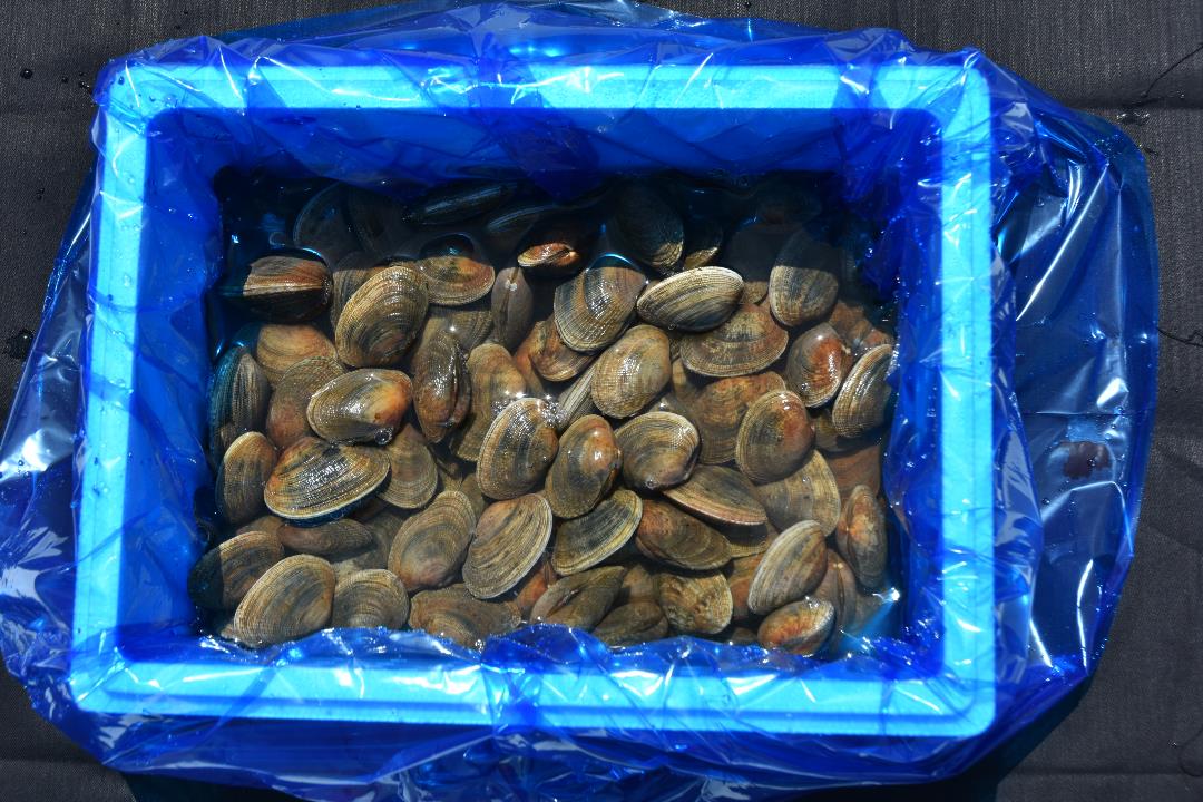 【ふるさと納税】<北海道野付産>大粒天然あさり2.5kg(100〜130粒)砂出し済なので、簡単調理!(北海道産アサリ鯏アサリ貝あさり貝砂出砂抜き海鮮魚介類魚介貝ふるさと冷蔵活10,000円10,000円10000)