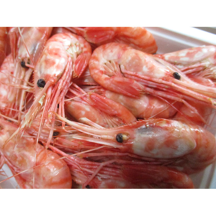 18 Off 知床羅臼産ぼたんえびボイル250g 2 塩ゆで 北海道 海産物 魚介類 魚介 F21m 560 Fucoa Cl