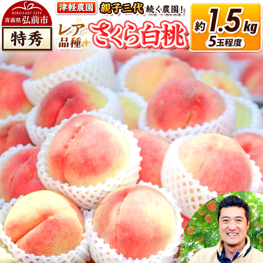 【ふるさと納税】【26年9月発送】桃 約1.5kg(5玉程度) 青森【2026年産 レア品種 さくら白桃】もも 特秀 くだもの フルーツ 果物 津軽農園 採れたて 農家直送 [おいしい ピーチ フルーツ もも 果実 果物 青森 津軽 桃 白桃 美味]｜青森県弘前市