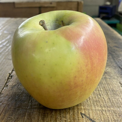 【ふるさと納税】人気沸騰中　名月　訳あり品　5kg(13個～20個)【令和7年11月中旬より順次発送】【配送不可地域：離島】【1492331】