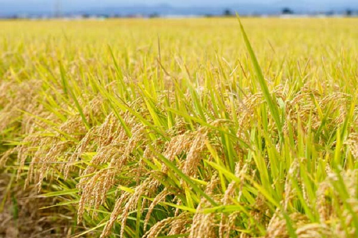 【楽天市場】【ふるさと納税】【3ヶ月】特A・一等米 青天の霹靂5kg（精米）青森県産【定期便】 【定期便・お米