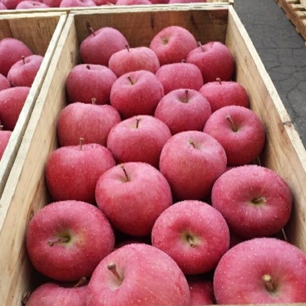 【楽天市場】【ふるさと納税】【年内】五所川原金山地区太田農園サンふじ約5kg 【果物類・林檎・りんご・リンゴ】 お