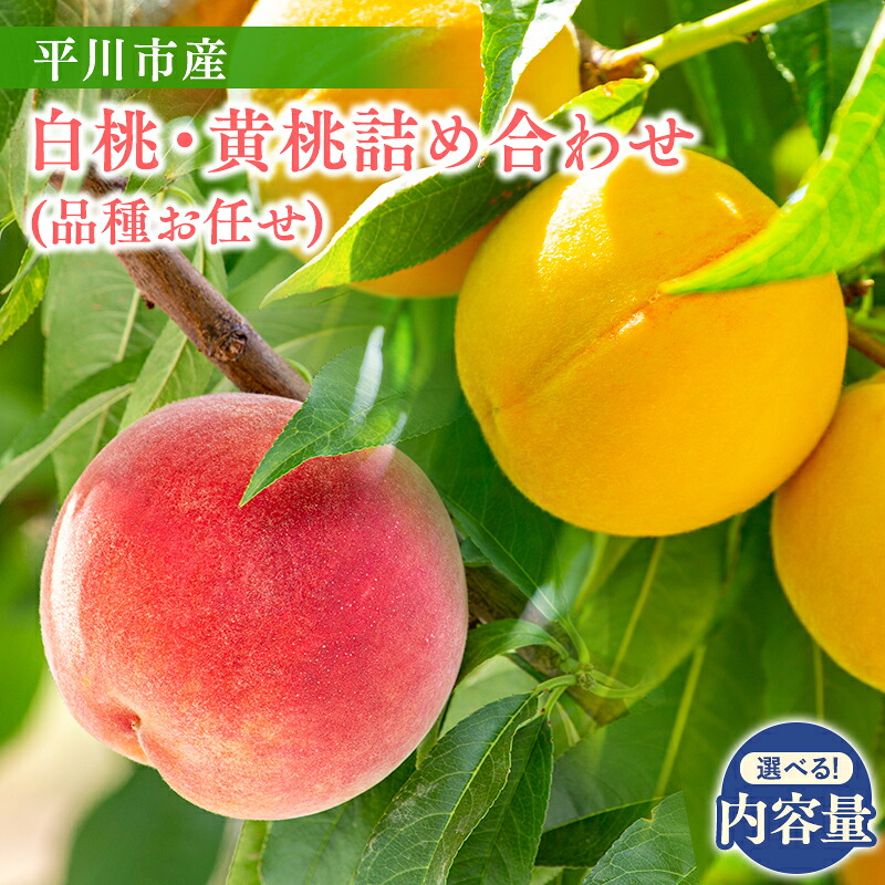【ふるさと納税】≪2026年産先行予約≫ 内容量が選べる! 平川市産 白桃 黄桃 品種お任せ 詰め合わせ 【 青森県 平川市 今井農園 】 フルーツ 果物 桃 もも モモ 白桃 ピーチ はくとう きもも おうとう お取り寄せ デザート 先行予約|青森県平川市