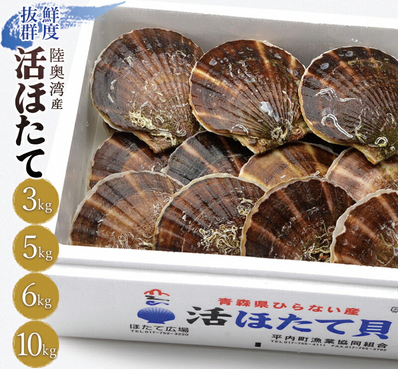 【ふるさと納税】《容量が選べる》活ほたて 3kg～10kg 【平内町漁業協同組合】 ホタテ ほたて 帆立 活ホタテ 人気 生ほたて 生ホタテ 刺身 貝 貝柱 殻付き 海鮮 新鮮 ほたて広場 魚介 青森県 平内町 東北 むつ湾 陸奥湾 漁協 BBQ バーベキュー キャンプ F21J-161var