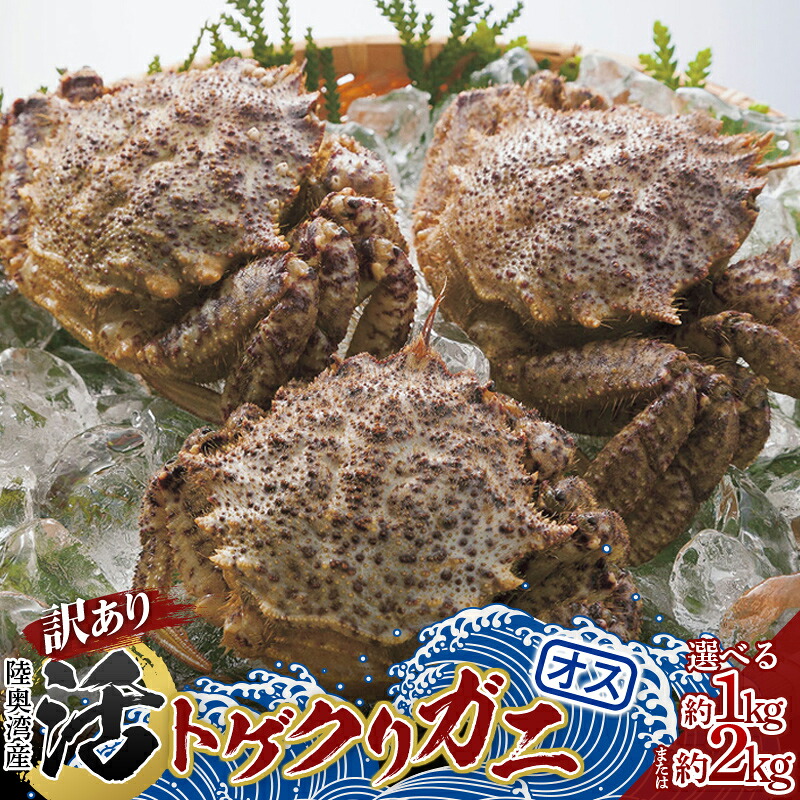 【ふるさと納税】 《訳あり》青森県 陸奥湾産 活トゲクリガニ(オス) 【選べる容量】約１kg ・約2kg【琉宝丸】 漁師直送 かに カニ 蟹 魚介 青森 青森県 東北 むつ湾 F21J-179var