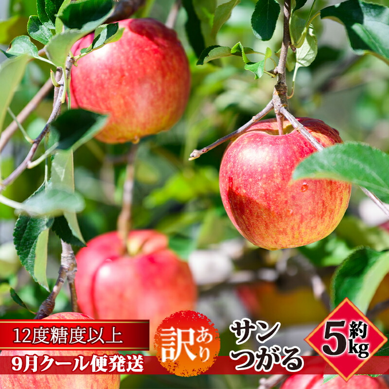 【ふるさと納税】【9月クール便発送】（糖度12度以上）訳あり品 家庭用 サンつがる約5kg【 青森りんご】　お届け：2026年9月中 10,950円