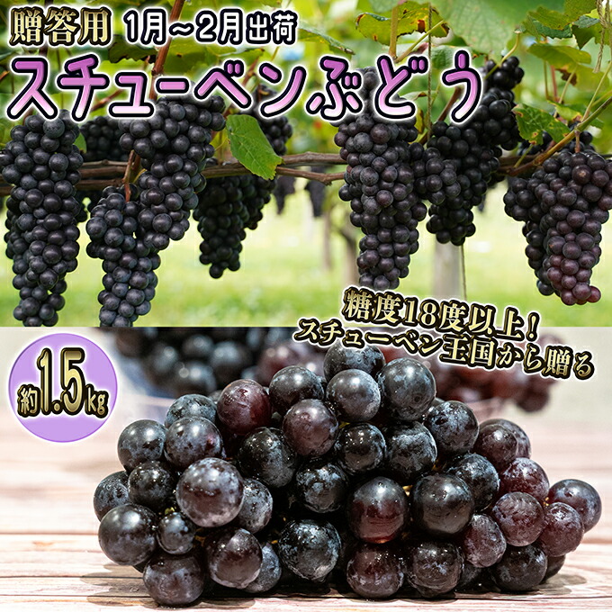 【ふるさと納税】1～2月 津軽ぶどう村 特秀 スチューベン ぶどう 約 1.5kg 糖度18度以上【 青森ぶどう 青森県鶴田町産 1月 2月 果物 フルーツ 高糖度 ギフト 贈答用 ポリフェノール 】 　お届け：2026年1月12日～2026年2月10日