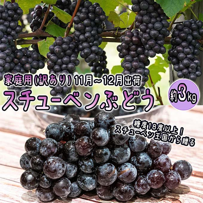 【ふるさと納税】11～12月 津軽ぶどう村 秀品 スチューベン ぶどう 約 3kg  訳あり 家庭用 【 青森ぶどう 青森県鶴田町産 11月 12月 果物 フルーツ ポリフェノール 甘い 高糖度 美味しい 　お届け：2025年11月1日～2025年12月26日
