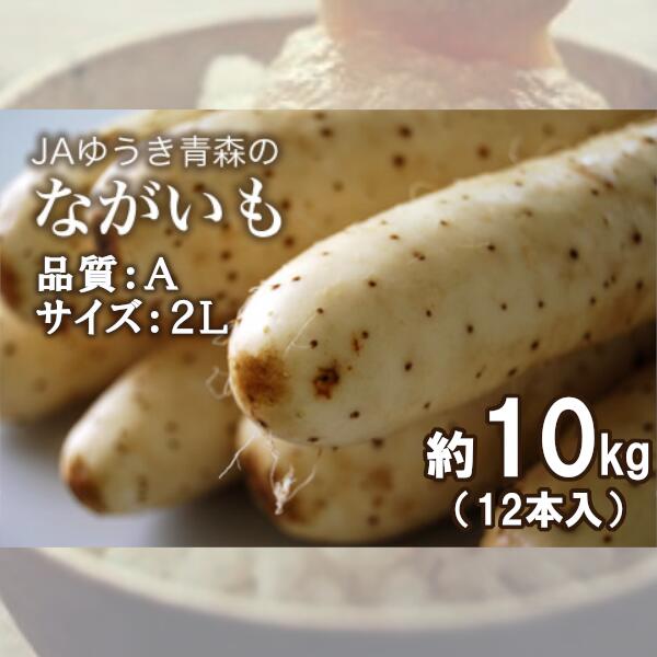 【ふるさと納税】青森県特産ながいも　A2L（12本入）約10kg　【02408-0038】 # 長芋 品質A 2Lサイズ 東北町 山芋 やまいも とろろ 青森県 ゆうき青森農業協同組合 JAゆうき青森
