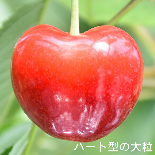 【ふるさと納税】高級さくらんぼ【ジュノハート】～珠玉の大粒！～【2025年産・先行予約】<br>★2025年6月下旬頃～7月中旬頃にかけて順次発送予定★<br> 青森県三戸町産 数量限定