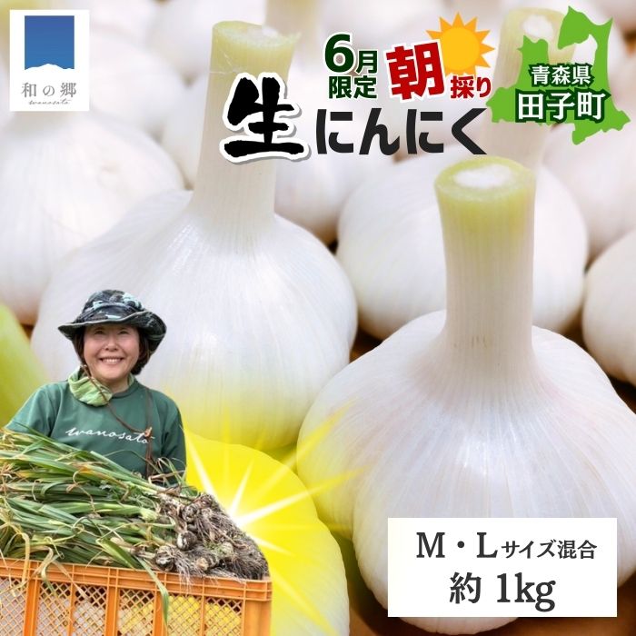 【ふるさと納税】令和7年産朝採り直送！田子（たっこ）生にんにく約1kg（青森県田子町産にんにくM～Lサイズ混合）　 薬味 ハーブ トップブランド 貴重 掘りたて 幻の味 新鮮 甘さ 濃い味 季節限定 　お届け：6月20日～6月30日まで