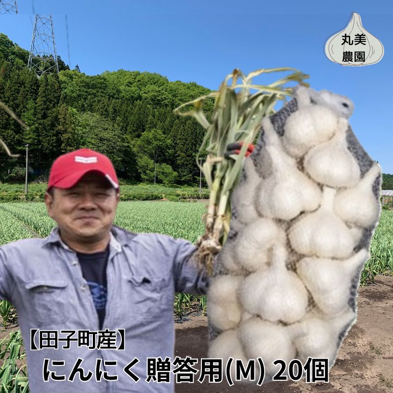 【ふるさと納税】丸美農園 田子産贈答用にんにく（M）20個　 薬味 にんにく 田子町産 贈答用 野菜 たっこにんにく 　お届け：10月1日～3月31日まで