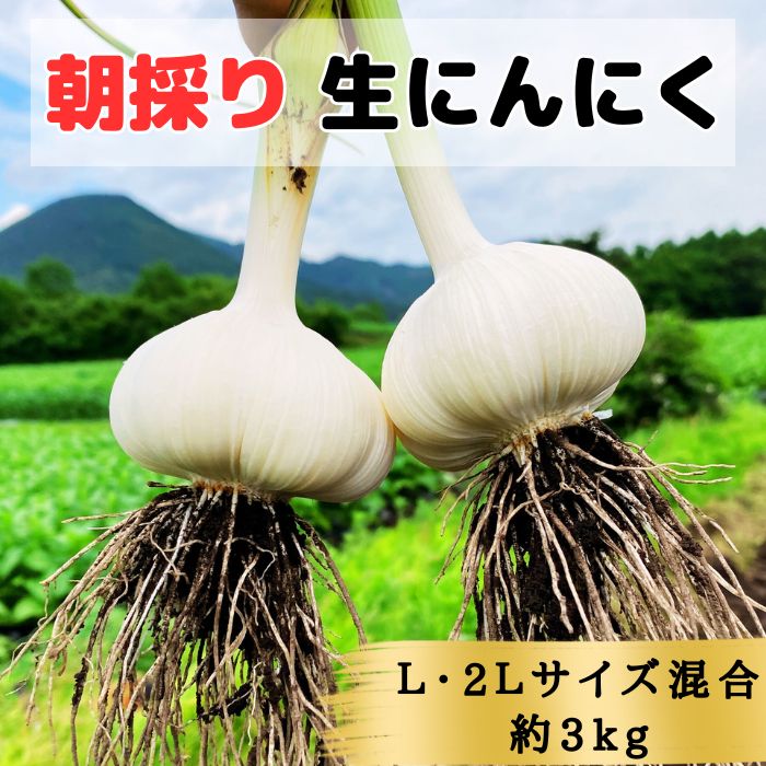 【ふるさと納税】【生にんにく田子町産 (なま)】L＆2L size『3kg』　 野菜 食材 食べ物 薬味 香味野菜 国産 直送 産地直送 収穫したて 青森産にんにく 　お届け：6月20日～6月30日まで
