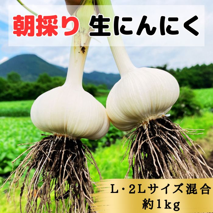 【ふるさと納税】【生にんにく田子町産 (なま)】L＆2L size『1kg』　 野菜 食材 食べ物 薬味 香味野菜 国産 直送 産地直送 収穫したて 青森産にんにく 　お届け：6月20日～6月30日