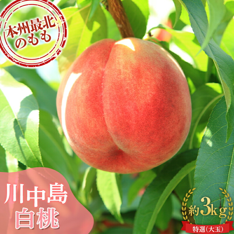 【ふるさと納税】 もぎたて発送 川中島白桃 特選 (大玉) 約3kg (7～11個) 【誠果園】 白桃 桃 もも モモ 青森県 南部町 三戸 南部 果物 くだもの フルーツ F21U-296