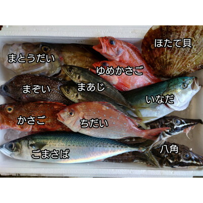 【ふるさと納税】三陸宮古の活き活き鮮魚詰合せ【配送不可地域：離島・沖縄県・九州】【1349436】