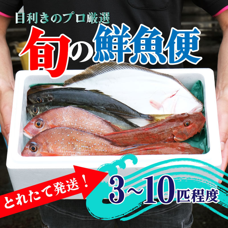 【ふるさと納税】 鮮魚 旬 獲れたて セット 3～10匹 鮮魚便 海鮮 魚貝類 魚介類 鮮魚 旬 獲れたて セット 詰め合わせ さかな おさかな 魚 海の幸 福袋 FISH ごはん 夕飯 おかず おつまみ 晩酌 米 丼 三陸産 岩手県 大船渡市