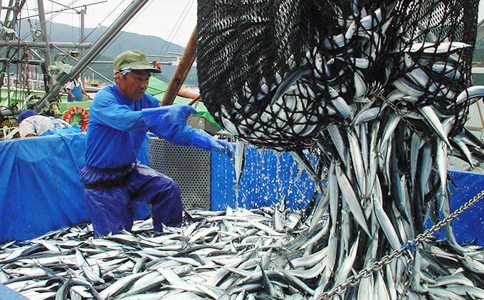 ふるさと納税 刺身用 骨なし 旬凛サンマスティック 計24匹分 大船渡産 魚貝類 惣菜 さんま サンマ スティック 骨なし 魚 Mavipconstrutora Com Br