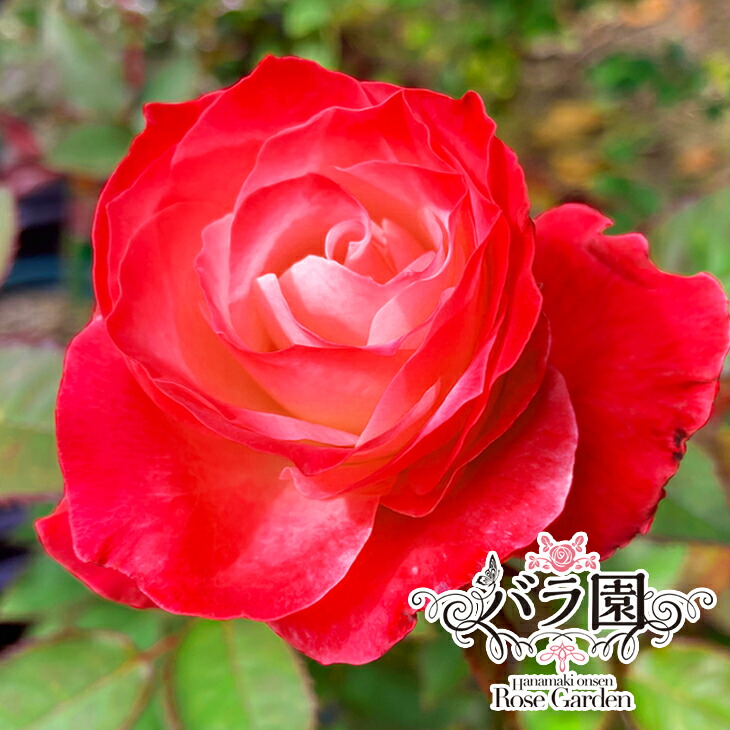 【ふるさと納税】【此れから取っておく】花巻温泉薔薇園 事あたらしい亜種「ハート形サクラ色95」大苗〈2026年3月より往々にして送りとどける〉 ローズ