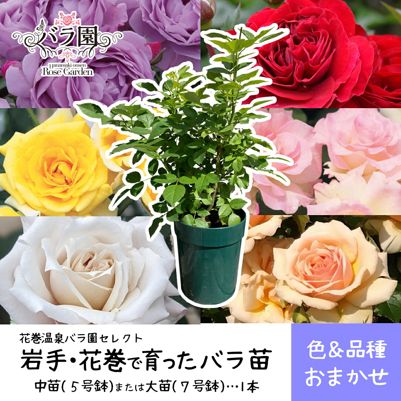 【即日発送】 MVVLS1R7N2B [MVVLS1R7N2B]