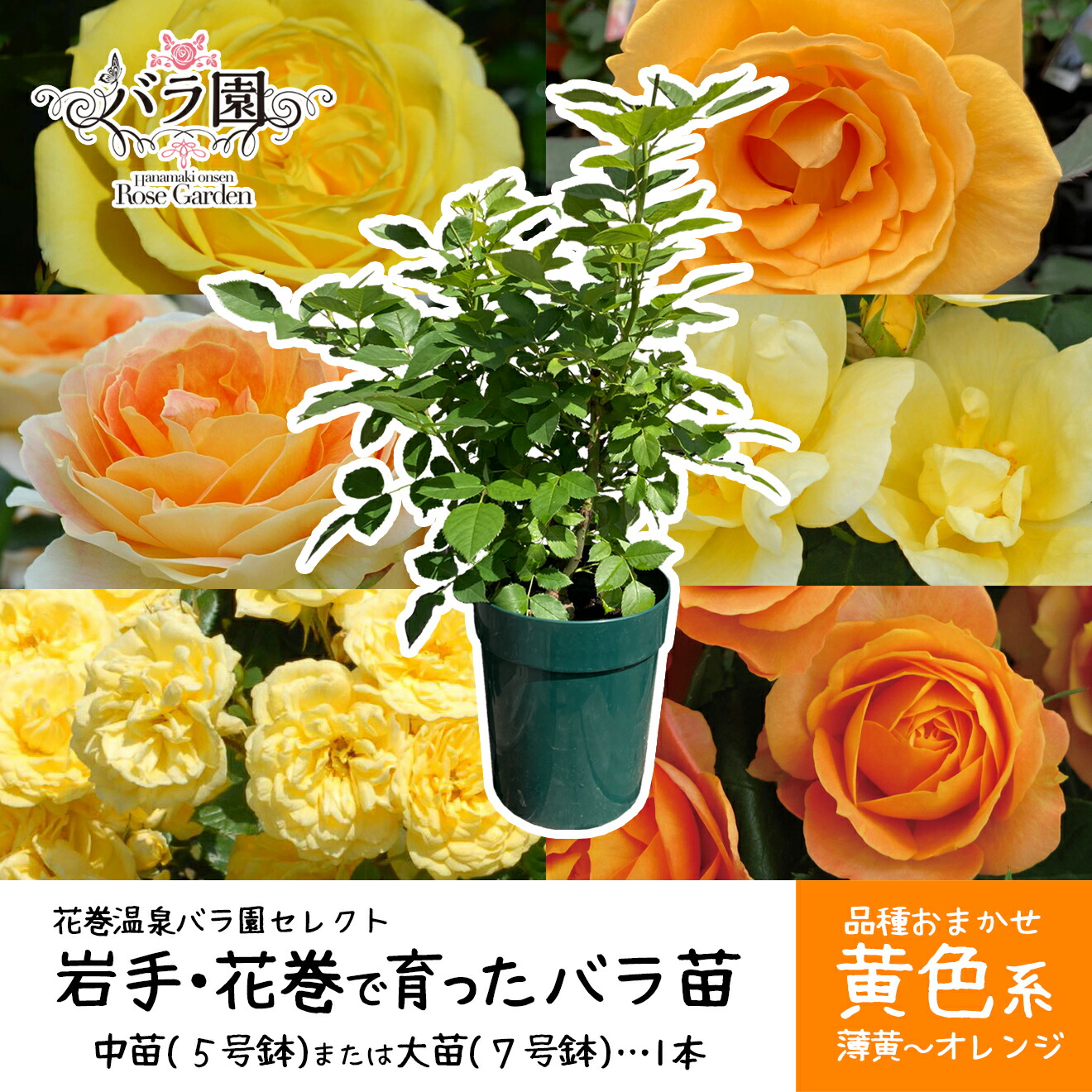 売れ筋 あす楽対応  【MQ3UNPXAIUL】 限定デザイン