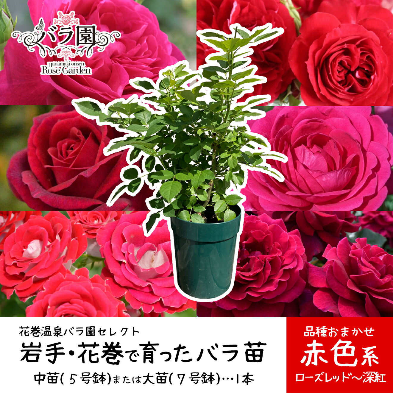 【即日発送】 MOCLOGC3ESP [MOCLOGC3ESP]