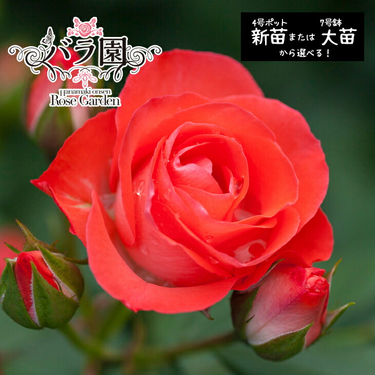 【ふるさと納税】花巻温泉バラ園 オリジナル品種「花巻おとめ80」 ＜選べる！新苗（6～7月発送）or 大苗（3～10月発送）＞ 薔薇 11,250円