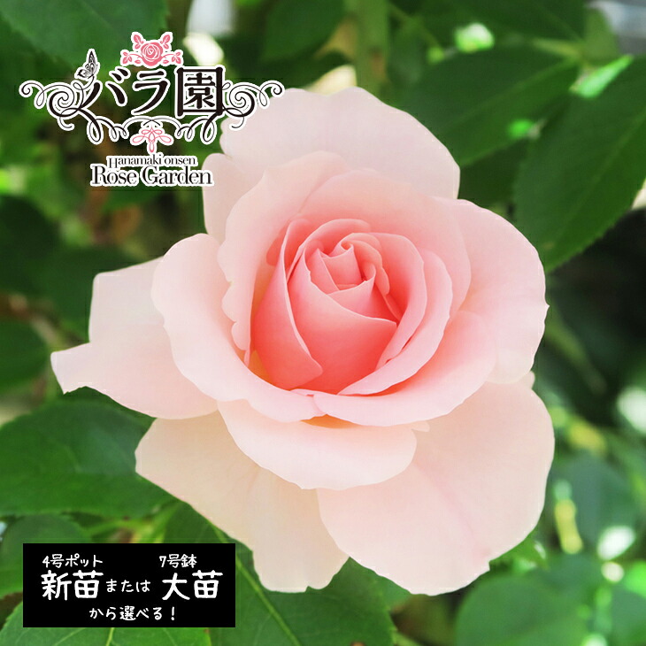 【ふるさと納税】花巻温泉薔薇園 ふるさと納税 花 一風変わった変種「オリンピアさくら色2020」 ＜選べる！新苗（6～7月送りとどける）or 大苗（2027年3月より順次送りとどける）＞ ローズ
