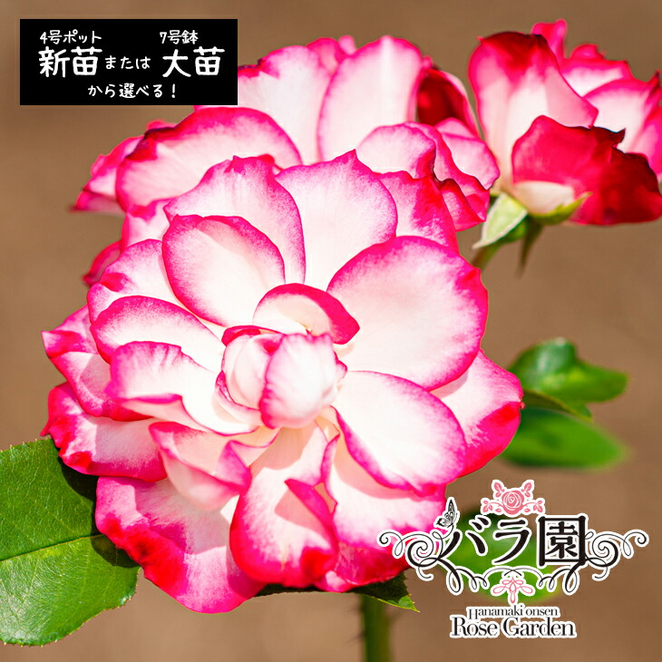 【ふるさと納税】花巻温泉バラ園 オリジナル品種「ホリデー花巻」 ＜選べる！新苗（6～7月発送）or 大苗（3～10月発送）＞ 薔薇 11,400円