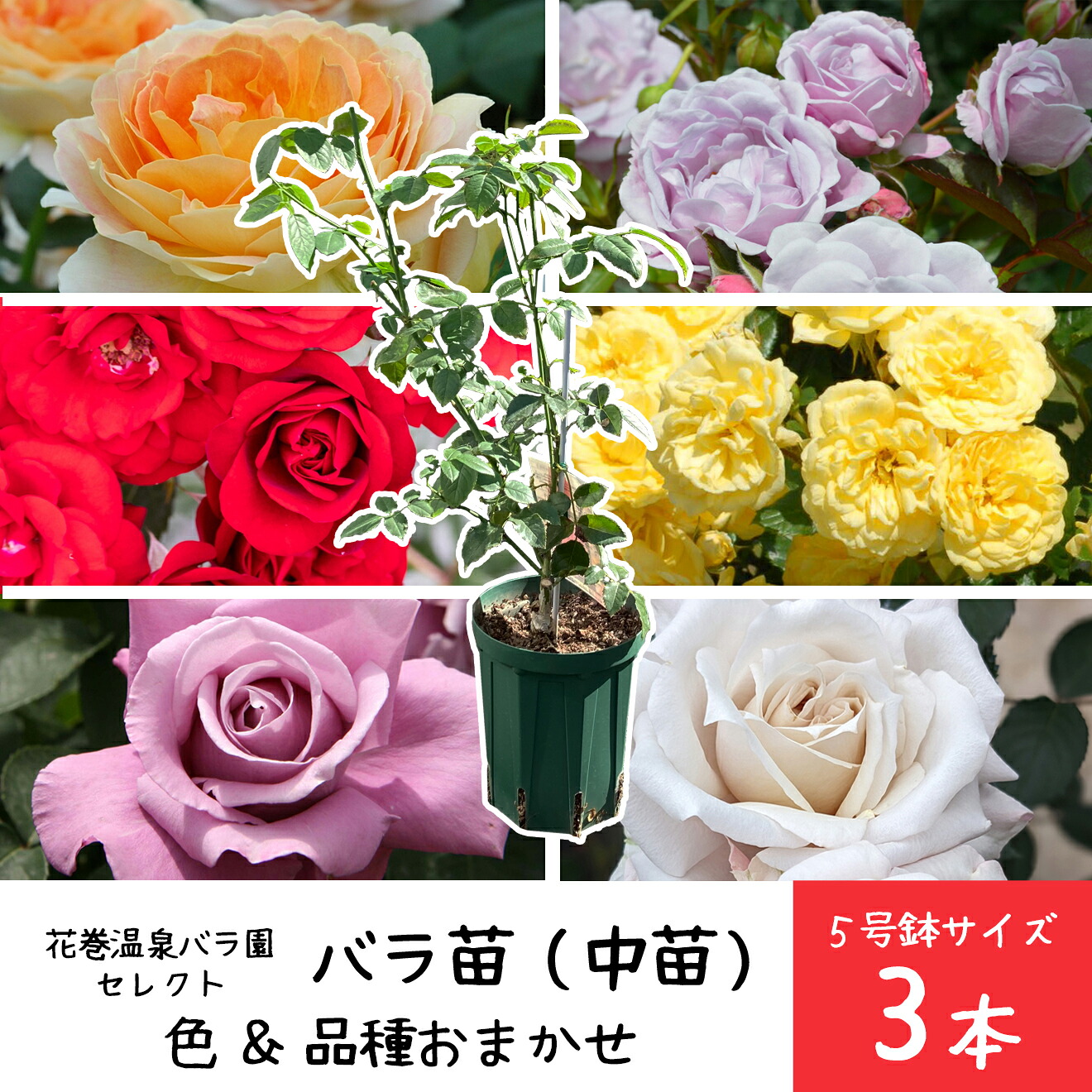 【ふるさと納税】【3本書き割り】花巻温泉薔薇園で育った薔薇中苗 5号大いさ〈2026年3月より送りとどける乗り掛かる〉 ローズ おまかせ お命のせんたく