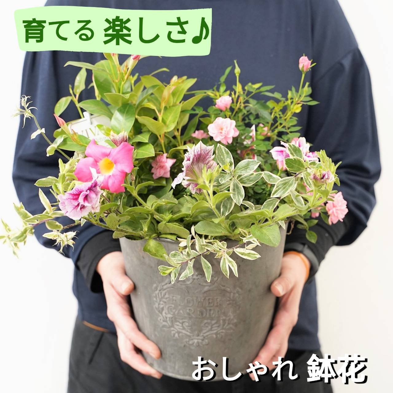 花屋 が贈る 季節 の 寄せ植え 鉢 記念日 誕生日 結婚記念日 バレンタイン ホワイトデー 卒業祝い 入学式祝い 母の日 父の日 敬老の日 クリスマス などにおすすめ 新色