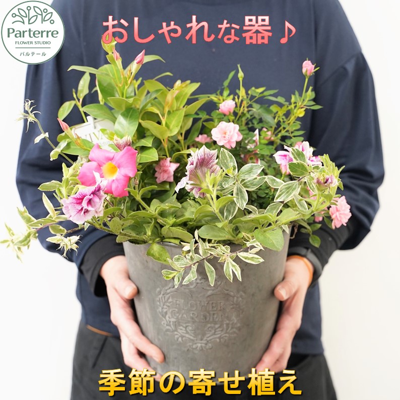 好いたらしい豚差し上げ物”GIFTON”