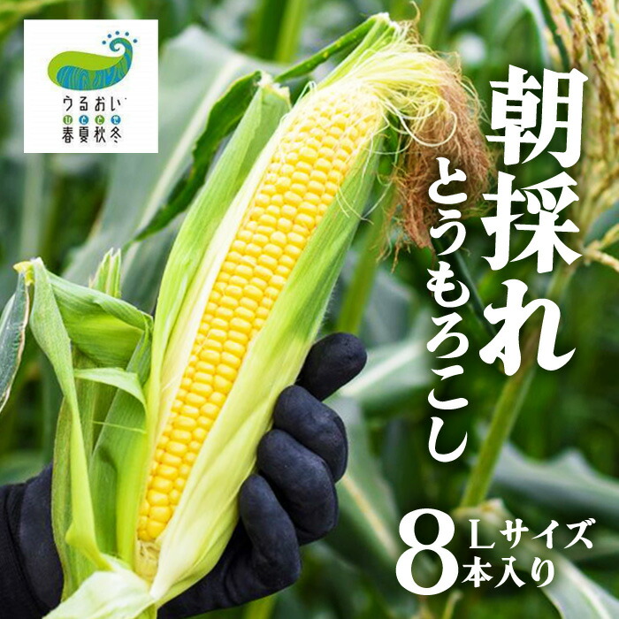 【ふるさと納税】★予約受付★2025年8月上旬より順次発送予定！甘～い！北上産★ 朝採れ とうもろこし 8本セット  岩手県 北上市 C0494 うるおい春夏秋冬 国産 岩手 もろこし 野菜 とうきび コーン 産地直送