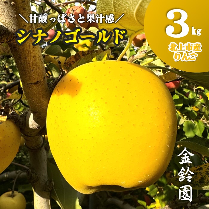 【ふるさと納税】＼予約受付 10月下旬以降順次発送予定 ／【 北上市産 りんご 】シナノゴールド 【 贈答用 】 3キロ (約8～12玉) 国産 林檎 リンゴ 3kg 果物 フルーツ 果実 産地直送 旬 秋 冬 しなの ゴールド 送料無料 東北 岩手 金鈴園 岩手県 北上市 C0521