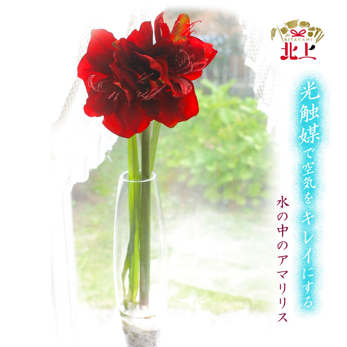 好いたらしい豚差し上げ物”GIFTON”