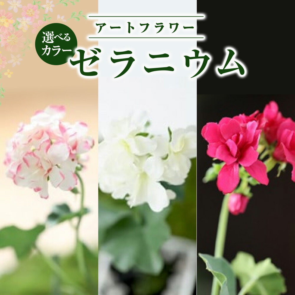 好いたらしい豚差し上げ物”GIFTON”