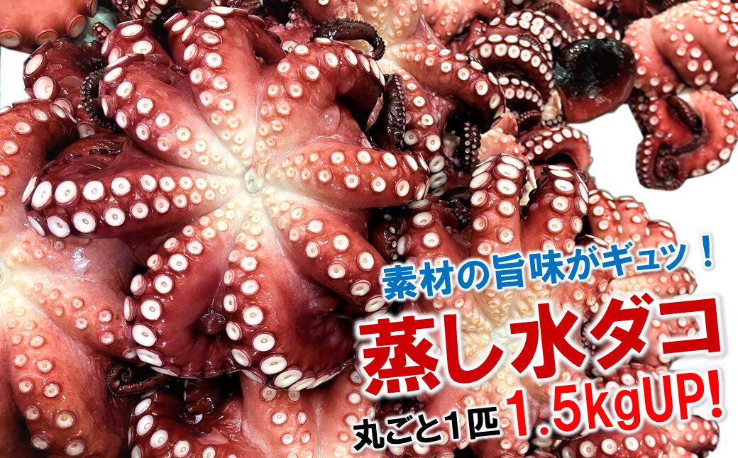 【ふるさと納税】北三陸産 蒸し水ダコ丸ごと1匹 1.5kgUP