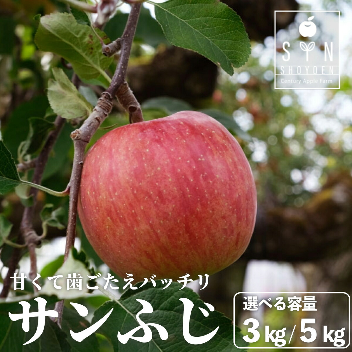 【ふるさと納税】先行予約 サンふじ 松陽園 樹上 完熟 りんご  3kg 7個～9個 5kg 12個～18個 選べる 重量 赤い 林檎 リンゴ フルーツ 果物 果実 Apple アップル 岩手県 遠野市 産 贈答 ギフト プレゼント 農家直送 産地直送 蜜 が入りやすい 送料無料 2025年11月から発送発送