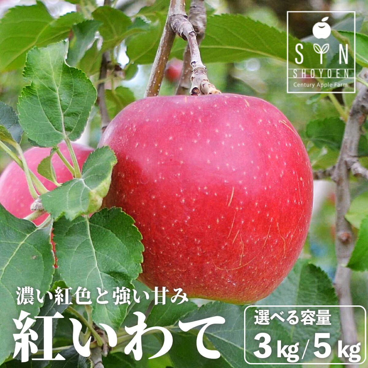【ふるさと納税】先行予約 松陽園 樹上 完熟 りんご 紅いわて 3kg 7個～9個 5kg 12個～18個 選べる 重量 2025年 9月中旬頃より順次発送 林檎 リンゴ フルーツ 果物 果実 岩手県 遠野市 産 贈答 ギフト プレゼント 農家直送 産地直送 送料無料 赤い