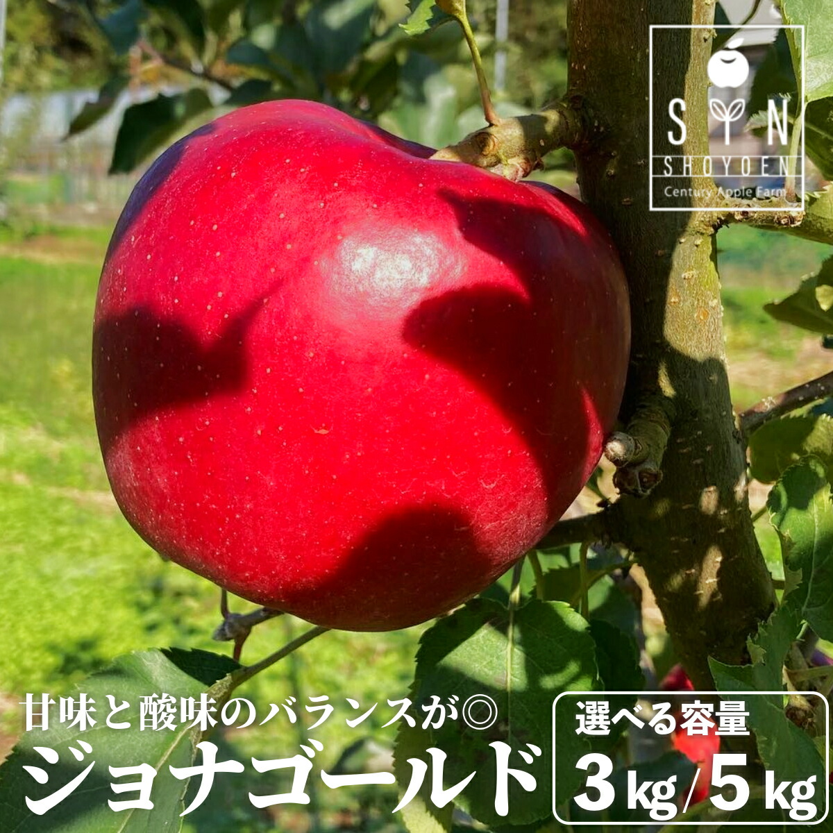 【ふるさと納税】先行予約 りんご 松陽園 樹上 完熟 ジョナゴールド 3kg 7個～9個 5kg 12個～18個 選べる 重量  2025年 10月中旬頃発送 林檎 リンゴ フルーツ 果物 果実 岩手県 遠野市 産 贈答 ギフト プレゼント 農家直送 産地直送 赤い 甘い