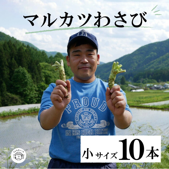 【ふるさと納税】マルカツ わさび 小サイズ 10本 真空 根わさび  令和4年 岩手県 品評会 最優秀賞 受賞 遠野市 産 新鮮 太い 生 こんたでぃーの遠野